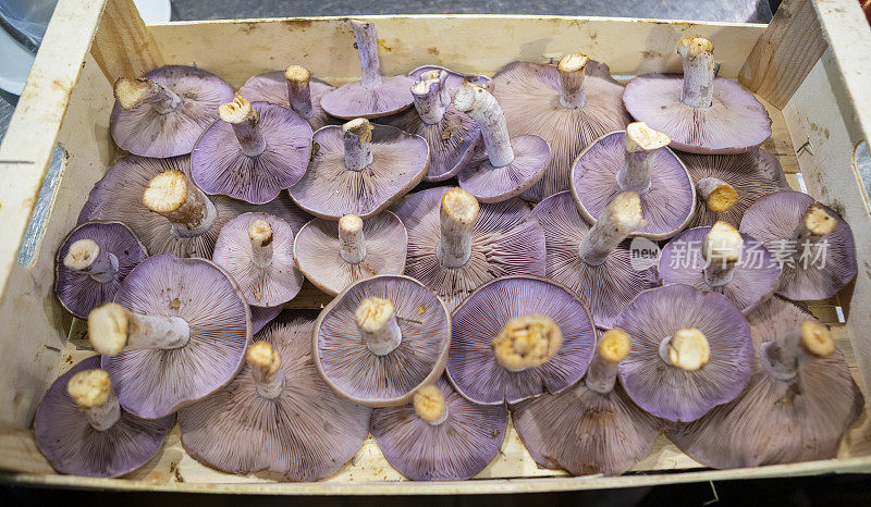 木材blewit - Clitocybe nuda产自西班牙Huelva省